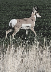 Runner in the alfalfa
