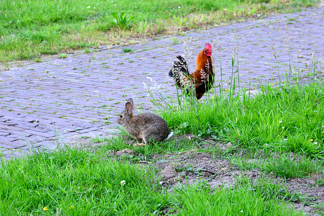 And the rabbit will sit with the chicken