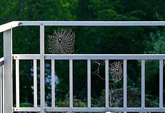 Fence in Fence / Zaun im Zaun.   +PIP