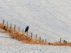 Golden Eagle along the fenceline