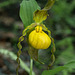 Cypripedium parviflorum variety pubescens (Large Yellow Lady'-slipper orchid)