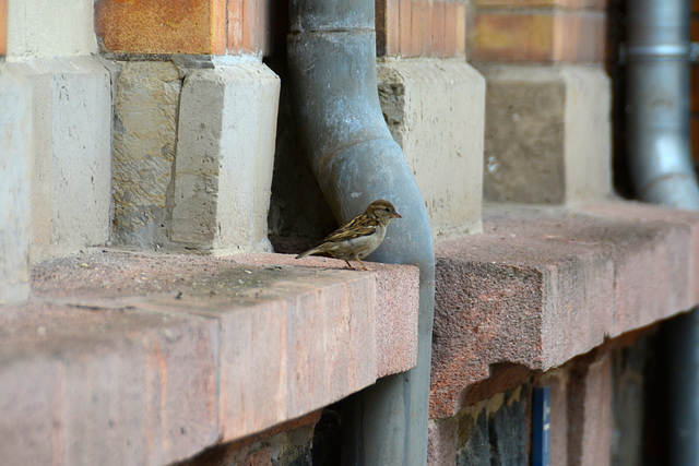 Leipzig 2015 – Sparrow