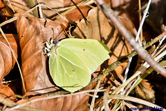 Früher Frühlingsbote- der Zitronenfalter (Gonepteryx rhamni)
