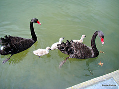 Swan Family.