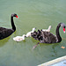 Swan Family.