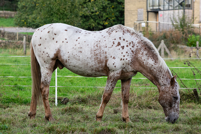 I spotted a spotty horse