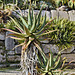 Agave Americana – San Francisco Botanical Garden, Golden Gate Park, San Francisco, California