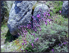 Lavender against granite