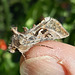Silver-Y Moth