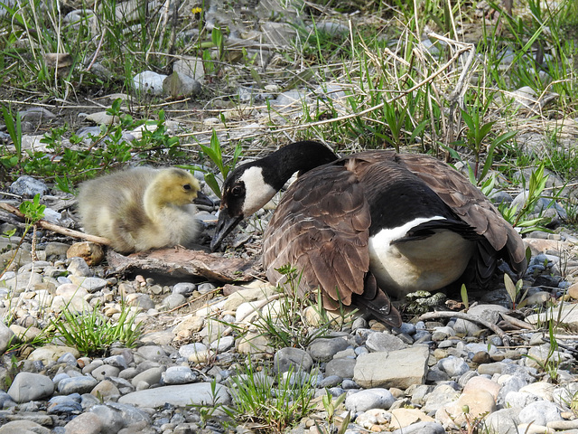 Canada Goose and gosling