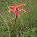Aloe flowers near Geech, Ethiopia