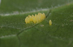Large White (Pieris brassicae) butterfly eggs