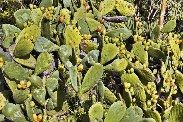 Prickly Pears – San Francisco Botanical Garden, Golden Gate Park, San Francisco, California