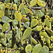 Prickly Pears – San Francisco Botanical Garden, Golden Gate Park, San Francisco, California