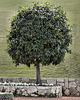 A Well Manicured Orange Tree – Baha’i Gardens, Haifa, Israel