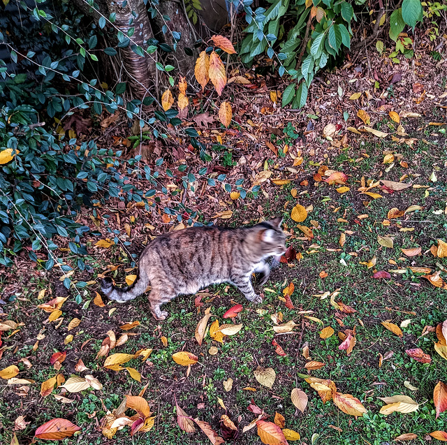 In Autumn Leaves