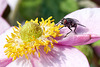 Japanese Anemone and Fly