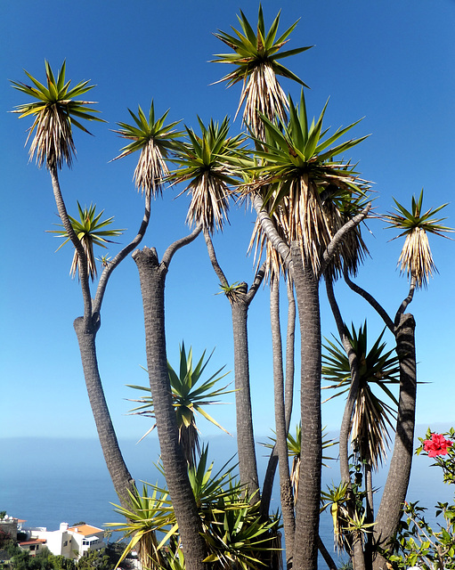 Palms, sea and sky...  ©UdoSm