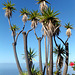 Palms, sea and sky...  ©UdoSm