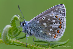 Common Blue Butterfly (Polyommatus icarus)