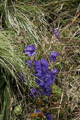 Delphinium dasycaulon - near Geech in the Simien Mountains