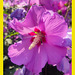 Rosa de Siria [Hibiscus  syriacus] + 1Nota