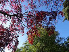 Autumn colour at Attingham Park