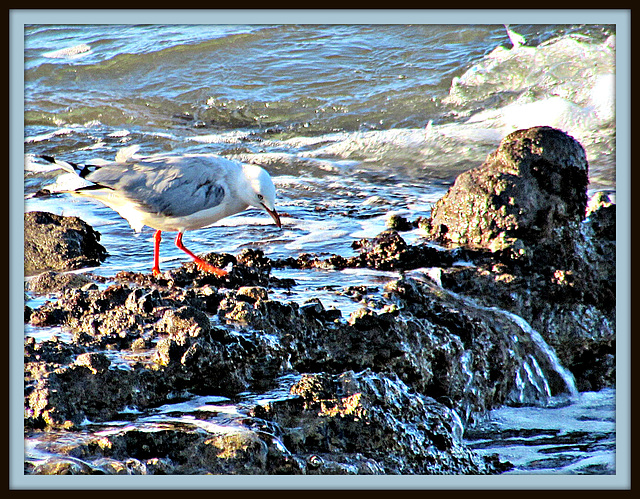 Seagull On the Rocks