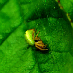 Orb Web Spider. Araniella Cucurbitina