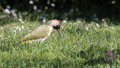 Pic vert - Picus viridis - European Green Woodpecker
