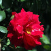 la prima rosa rossa