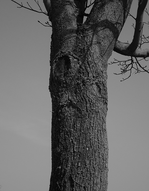 Sad eyed tree