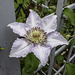 A final 2020 Clematis flower for HFF