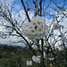 Fleurs blanches de cerisier