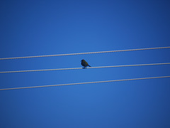 bird on wires P1010097