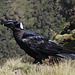 Thick-billed Raven - Chenek Camp - Simien Mountains