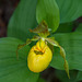 Cypripedium parviflorum variety pubescens (Large Yellow Lady'-slipper orchid)