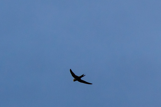 The Last Swift of the summer ?
