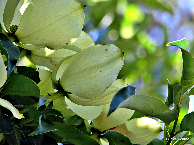Magnolia From the Back.
