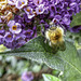 Buddleia and Bee