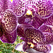 les orchidées (2)