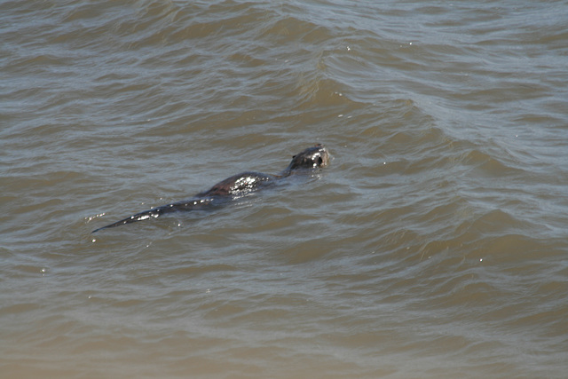 Swimming otter