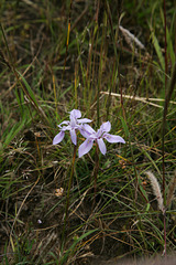 A species of Moraea (Iris family)