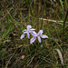A species of Moraea (Iris family)