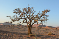 A Lone Tree in the Desert of Namib in the Morning