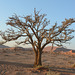 A Lone Tree in the Desert of Namib in the Morning