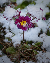 A Primula in Winter