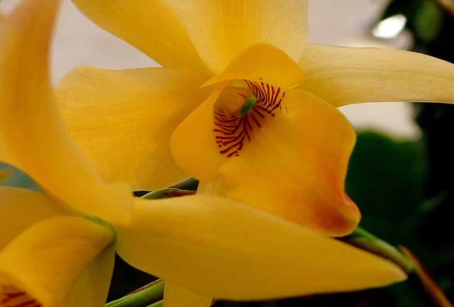 Exposition d'orchidées...