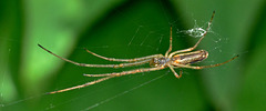 Long Jawed Orb Web Spider. Tetragnatha Extensa
