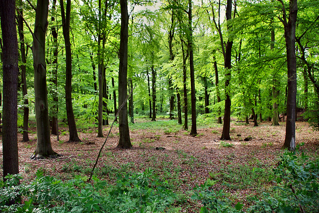 Naturschutzgebiet Auf der Kämpe (Gelsenkirchen-Scholven) / 5.05.2019
